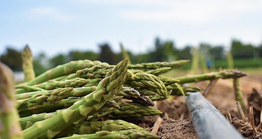 Produce BCS más de 60 mil toneladas de espárrago