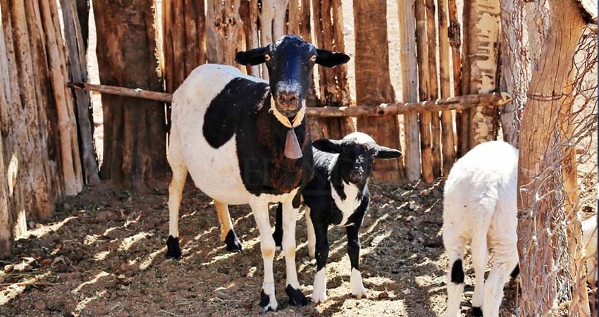 Busca Ayuntamiento de La Paz estrategias para mejorar la producción de carne ovina