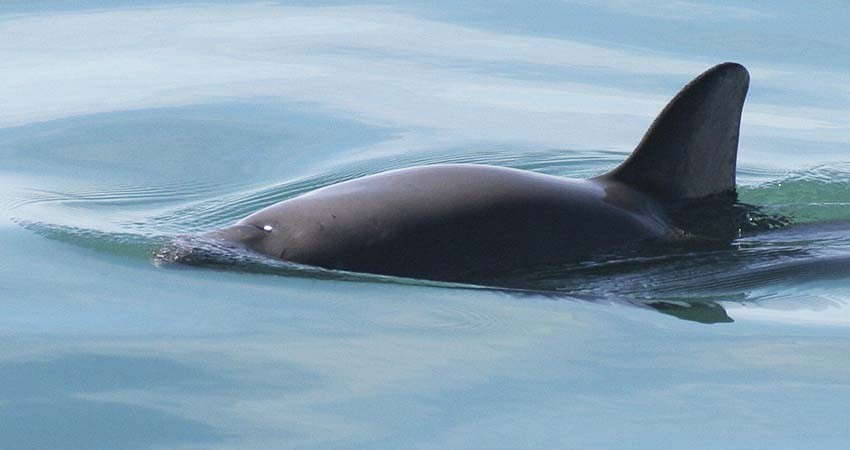 Aprueban plan de México para proteger a la vaquita marina