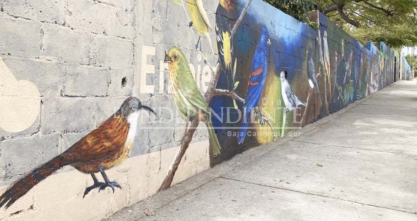 Con mural en Los Cabos, honran a las aves endémicas de Baja California Sur Con mural en Los Cabos, honran a las aves endémicas de Baja California Sur