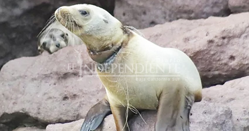 Trabaja asociación a favor de Lobos Marinos en BCS Trabaja asociación a favor de Lobos Marinos en BCS