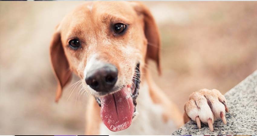 BCS sin registro de casos de rabia en animales domésticos: SSA