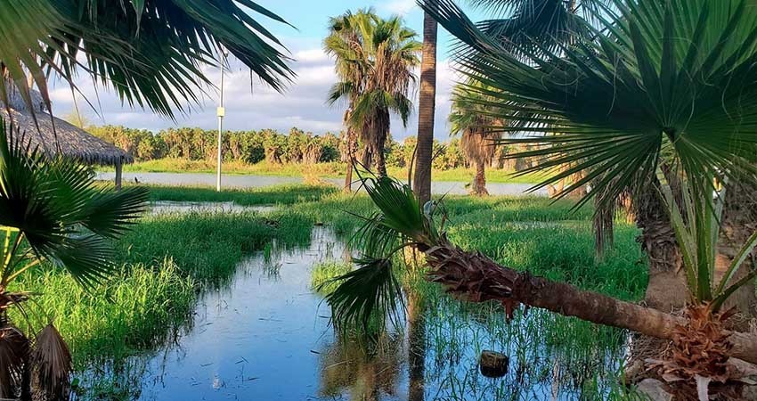 Tenemos que cuidar lo que queda del estero de SJC: Gobernador
