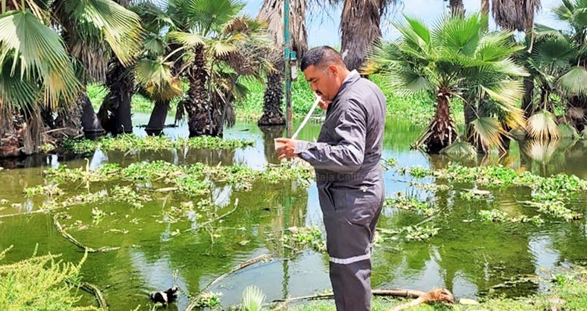 Se mantiene BCS sin casos autóctonos por paludismo