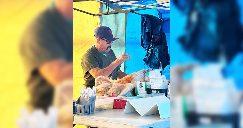 Se suman 232 mascotas a la Campaña de Esterilización impulsada por el Ayuntamiento Los Cabos y Casa Sheila A.C.