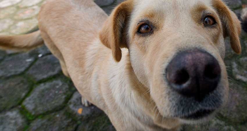 Perro ‘pasea’ brazo humano por calles de Durango