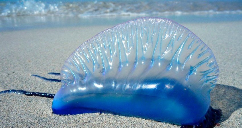 Exhorta Zofemat a extremar precauciones por presencia de “aguamalas” en algunas playas de Los Cabos