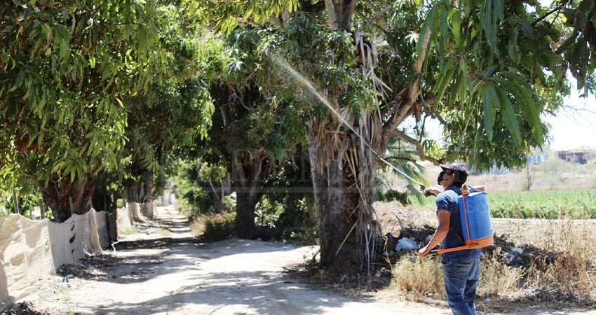 Avanza en BCS plan emergente contra mosca de la fruta