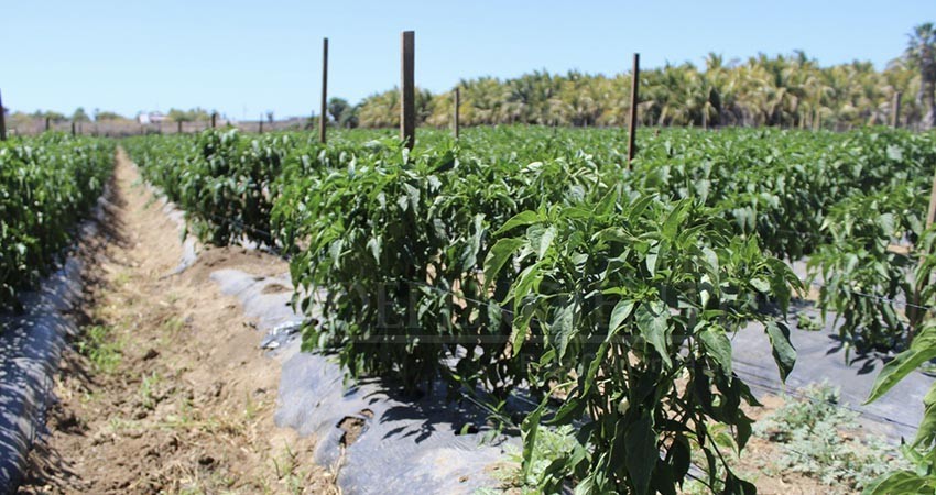 Estiman más de 5 mil 900 hectáreas de cultivos cíclicos en primavera-verano: SEPADA