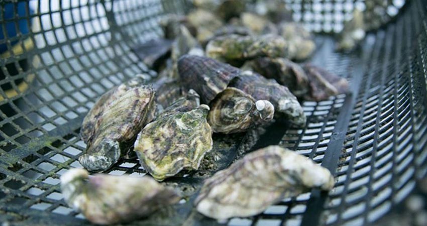 Autoriza COEPRIS se reanude la extracción de moluscos bivalvos en López Mateos Autoriza COEPRIS se reanude la extracción de moluscos bivalvos en López Mateos