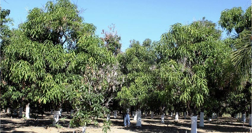 Reconversión productiva alcanza el 60% de la superficie agrícola en BCS: JABB