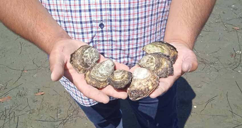 Aplican cierre precautorio para extraer moluscos vivalvos en Estero el Coyote