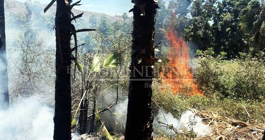 Sequías y negligencia ciudadana, causas de incendios forestales en BCS