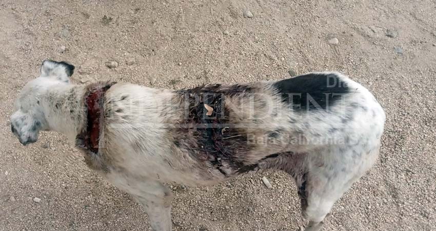 Historia de terror en Lagunitas, mutilan y queman perros Historia de terror en Lagunitas, mutilan y queman perros