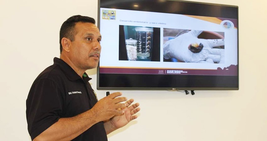 Comprometido Gobierno de Los Cabos con la protección a la Tortuga Marina