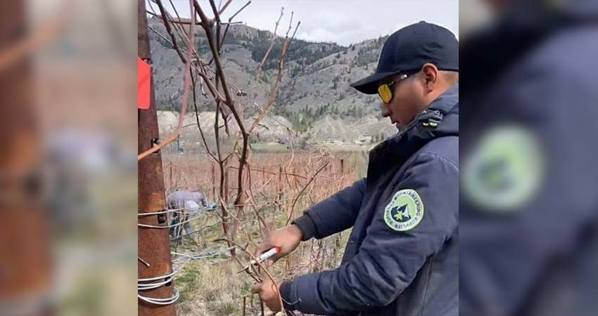 Hay oportunidades de trabajo en Alemania, Canadá y Estados Unidos: anuncia el SNE-BCS