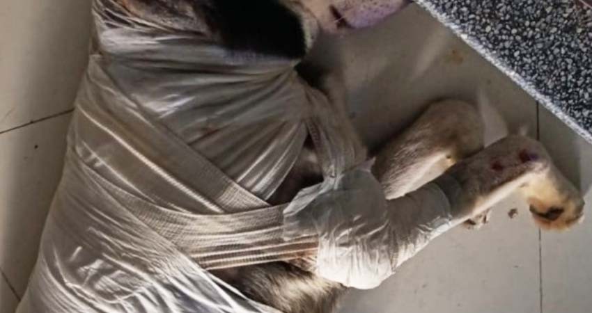 Otro caso de maltrato animal en México, ahora queman con aceite hirviendo a perro husky