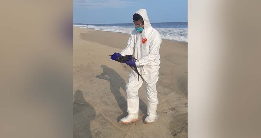 Ola de calor provoca alta mortandad de aves en el Pacífico Mexicano: Semarnat