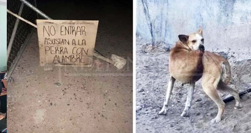 Retomará el Congreso Ley de maltrato y crueldad animal en BCS: Montoya Terrazas Retomará el Congreso Ley de maltrato y crueldad animal en BCS: Montoya Terrazas