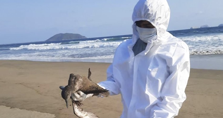Atenta salud estatal a operativo federal para atender mortandad de aves en el pacífico mexicano