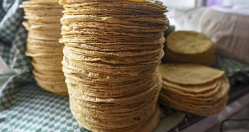 AMLO prohibirá maíz blanco transgénico en tortillerías