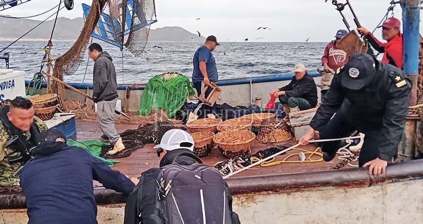 Libera personal de SEMAR a 36 ejemplares marinos, capturados ilegalmente Libera personal de SEMAR a 36 ejemplares marinos, capturados ilegalmente