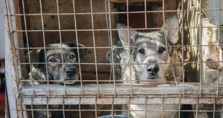 Maltrato animal no disminuirá con penas más largas: AnimaNaturalis