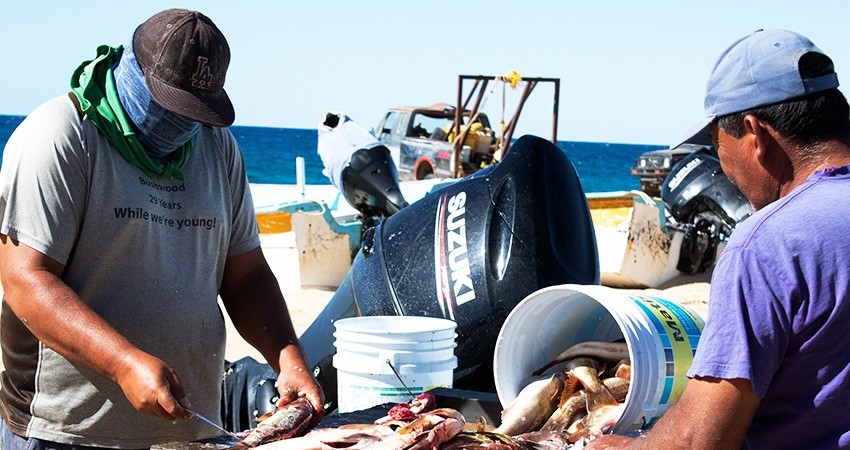 Trabaja Sepada en sistema de información pesquera y acuícola