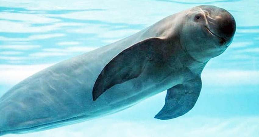 Anuncia Semarnat cambios para reforzar protección de vaquita marina y totoaba