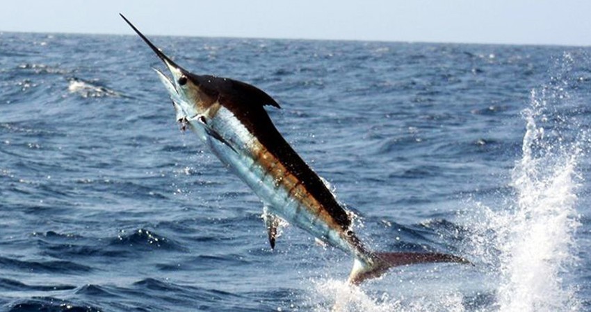 Prestadores de servicios turísticos en contra de la liberación comercial de especies destinadas a la pesca deportiva