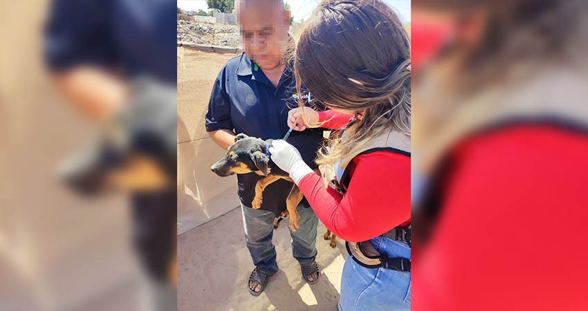 Con desparasitaciones caninas refuerza SSA el combate a la rickettsia en Mulegé