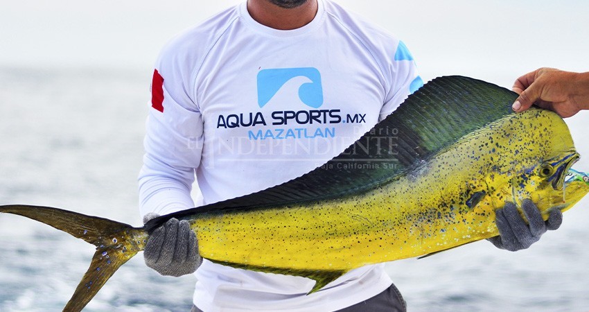 "Si van por el dorado, van por todos": BCS dice no a liberación del dorado a la pesca comercial "Si van por el dorado, van por todos": BCS dice no a liberación del dorado a la pesca comercial