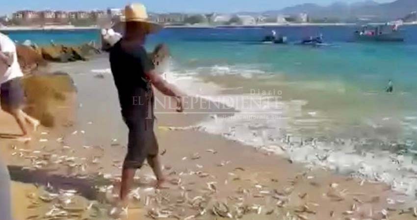 Reportan cientos de peces varados en Playa de CSL Reportan cientos de peces varados en Playa de CSL