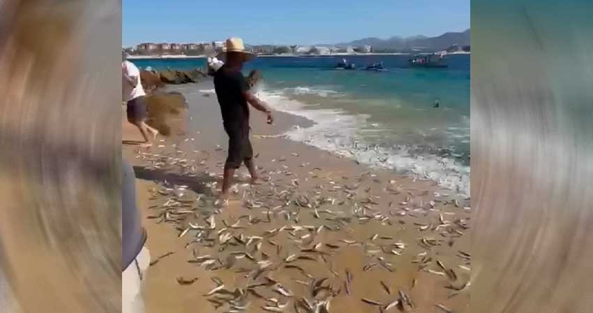 Reportan cientos de peces varados en Playa de CSL Reportan cientos de peces varados en Playa de CSL