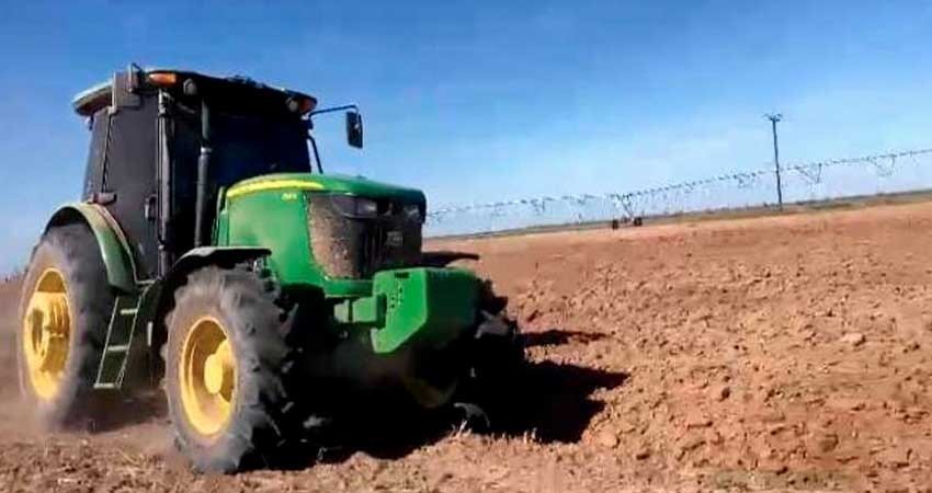 Avanza comercialización de trigo en el Valle de Santo Domingo