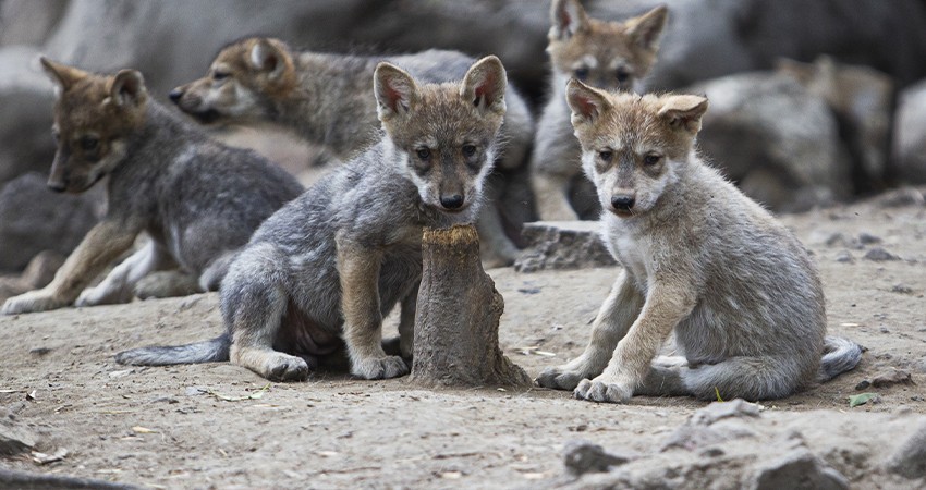 Nacimiento de 4 hembras y 3 machos, la nueva esperanza para el Lobo Mexicano