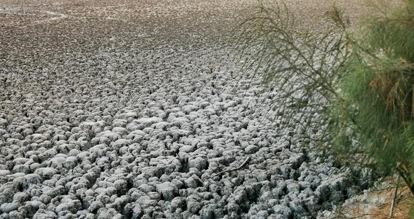 Colabora UABCS en programas y planes de cambio climático a nivel estatal y municipal