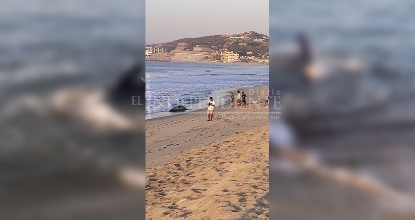 En Los Cabos, bañistas evitan el varamiento de una ballena En Los Cabos, bañistas evitan el varamiento de una ballena