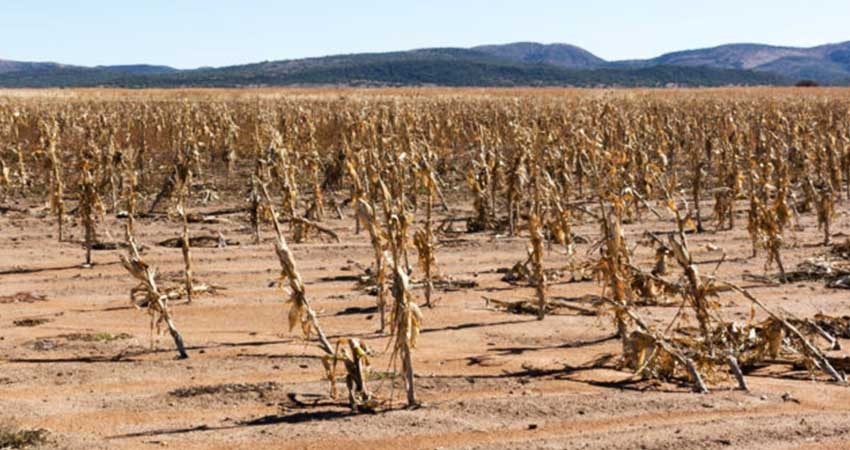 Senado alerta posible desabasto de frijol por sequía