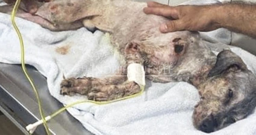 Convocan a manifestación por "Peluchín", el perrito que murió por maltrato Convocan a manifestación por "Peluchín", el perrito que murió por maltrato