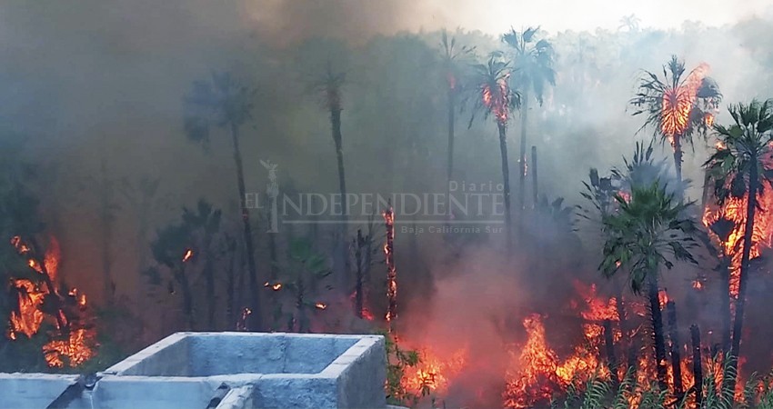 Construirán brechas corta fuegos en palmares de Todos Santos Construirán brechas corta fuegos en palmares de Todos Santos