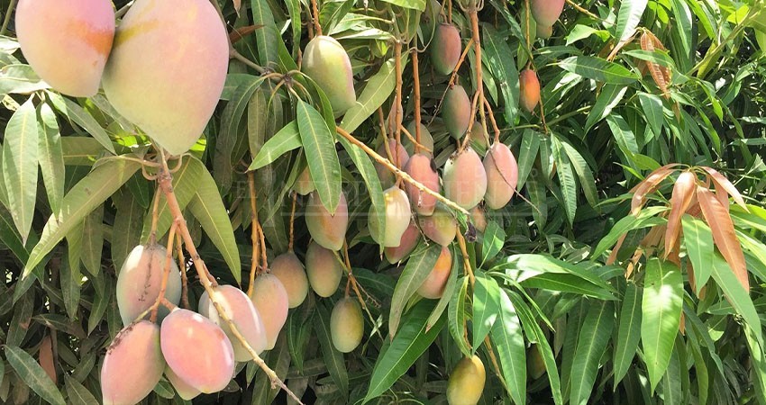 Confirma SEPADA presencia mínima de mosca de la fruta en La Paz y Los Cabos Confirma SEPADA presencia mínima de mosca de la fruta en La Paz y Los Cabos