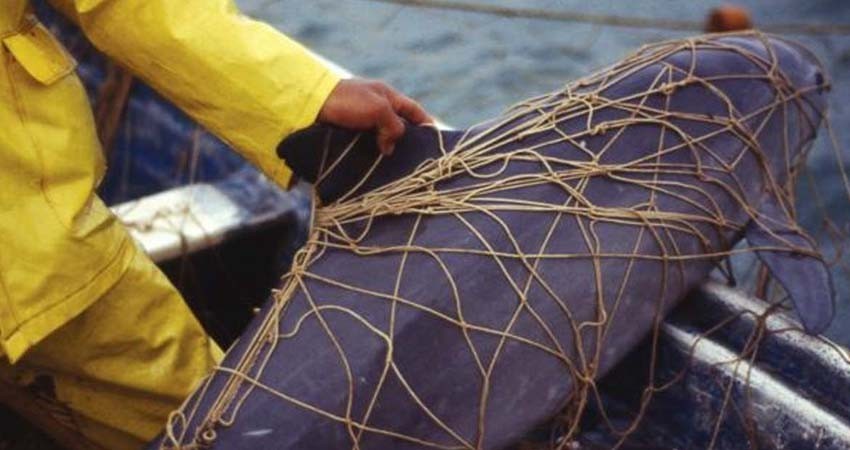Por vaquita marina, UNESCO propone mantener a México en lista negra de Patrimonio Mundial