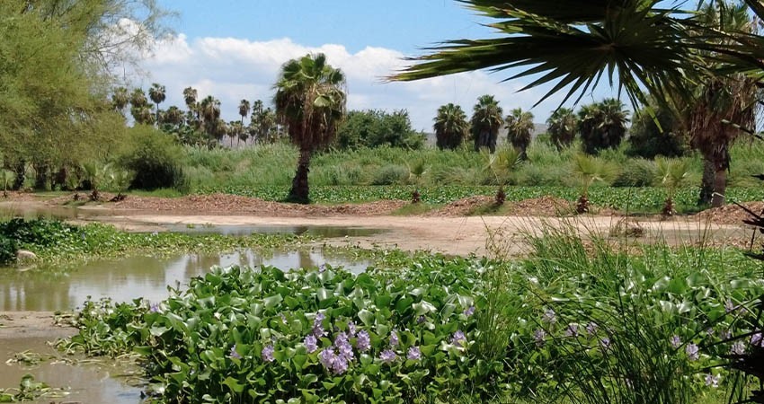 Especies exóticas invasoras amenazan al Estero Josefino: CIPACTLI Especies exóticas invasoras amenazan al Estero Josefino: CIPACTLI