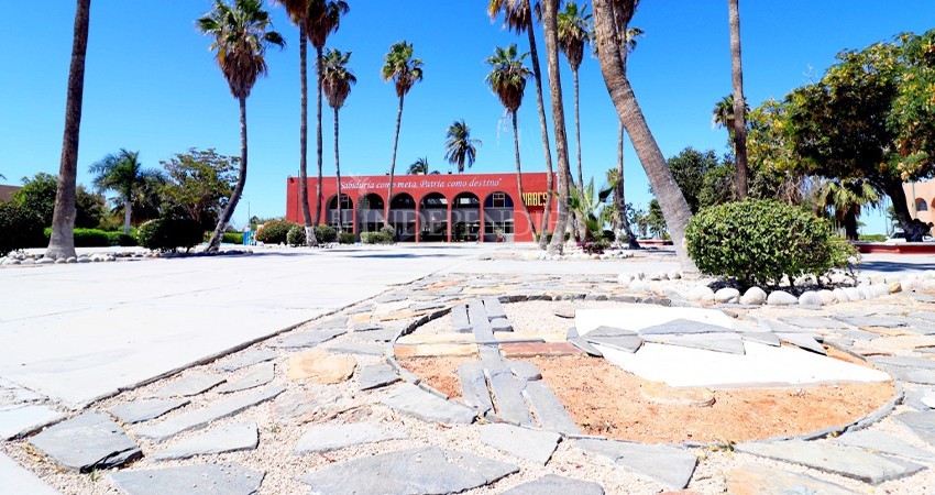 Busca UABCS cura contra tipos de cáncer en plantas nativas