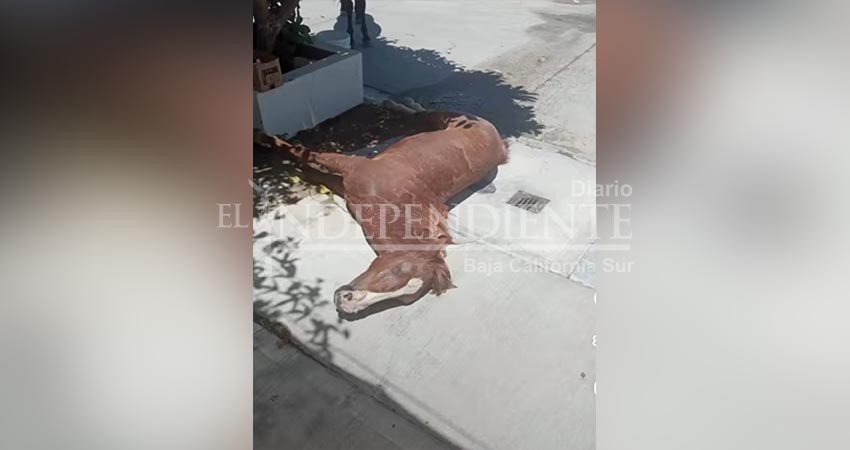 Denuncian omisión de autoridades en el caso de un potro muerto sobre vía pública
