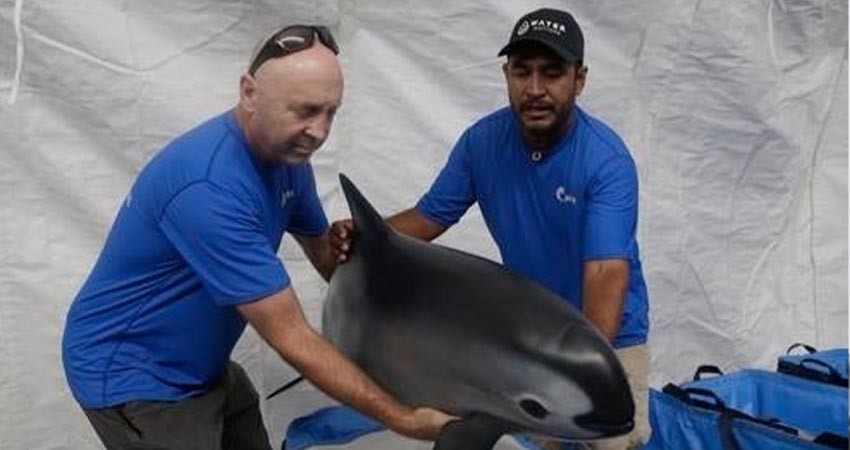 CBI emite primera Alerta de Extinción internacional por vaquita marina