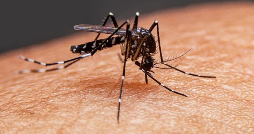 Dengue, al alza; prende alertas a nivel global Dengue, al alza; prende alertas a nivel global