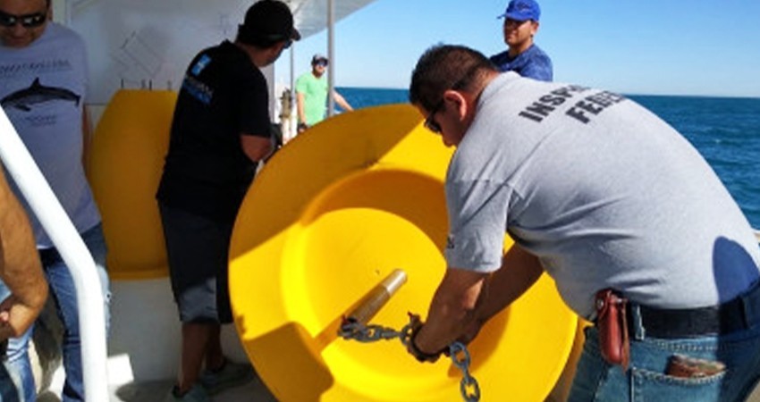 Vandalizan boyas que delimitan zona de protección de la vaquita marina Vandalizan boyas que delimitan zona de protección de la vaquita marina