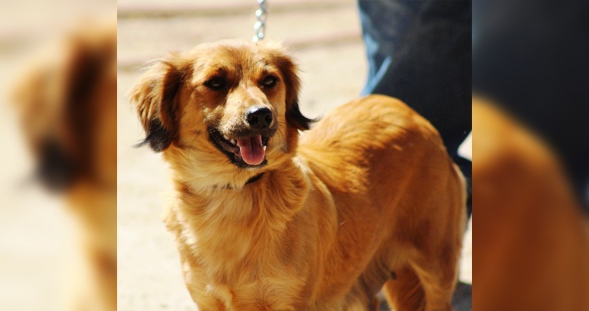 Anuncia alcaldesa la implementación del programa de registro municipal de mascotas